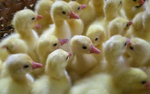 埋栖型贝类人工养殖方法研究与应用