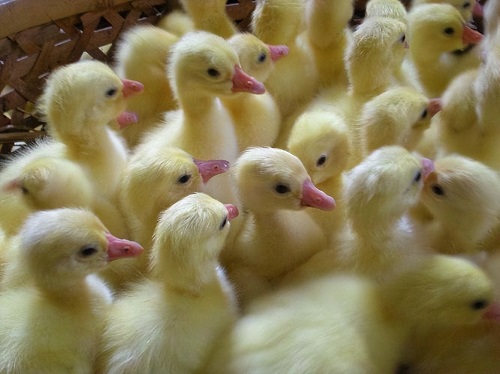 埋栖型贝类人工养殖方法研究与应用