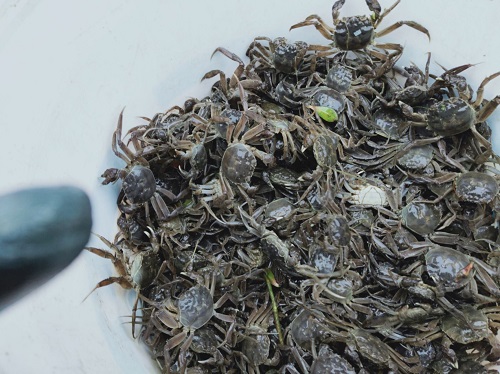 牛结节病需高度重视，早防早治保健康