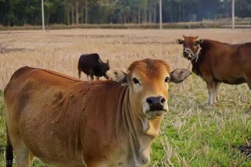 猪甲状腺肿大不用慌，这些方法轻松有效！