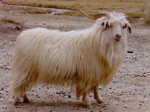 猪突然消瘦及常见病因与治疗措施