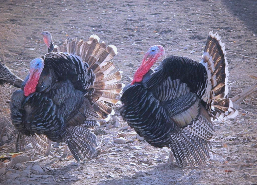 火鸡怎么养好？科学养殖技巧全解析