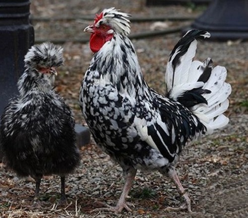 如何正确淘汰蛋鸡？科学判断与合理操作指南