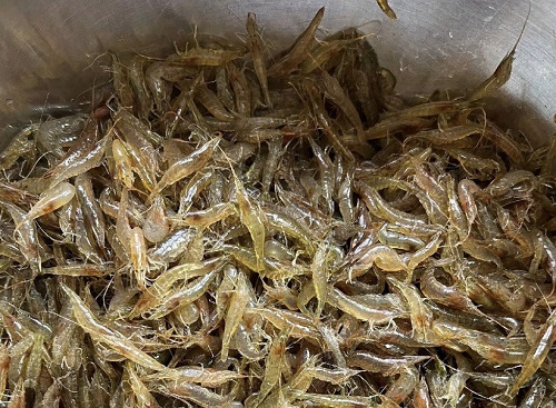 夏秋季节草鱼谨防四病，科学防控保健康