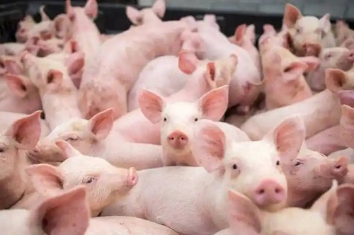 秋季猪长膘六大实用技巧全解析