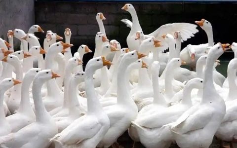 肉羊秋季放牧的要点及注意事项全解析