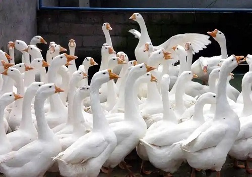 梭子蟹最佳养殖季节是什么时候？