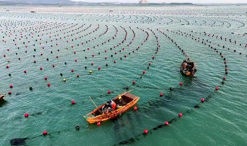 阴雨连绵季节，牛羊饲养需做好“三防”措施