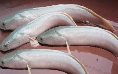 秋季预防鸡传染性鼻炎,保障禽类健康养殖