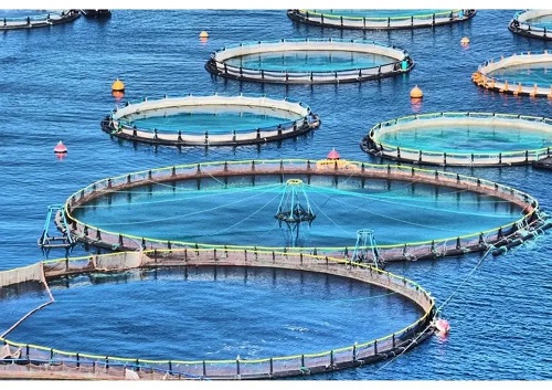 怎么养出来的鸭大个？科学饲养方法全解析