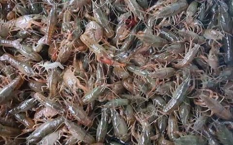 夏花鱼与龙虾混养技术探究与应用