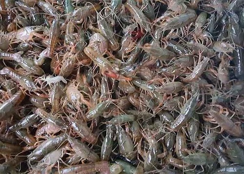 夏花鱼与龙虾混养技术探究与应用