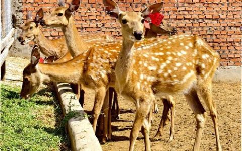 梅花鹿咬毛症的成因与科学防治方法