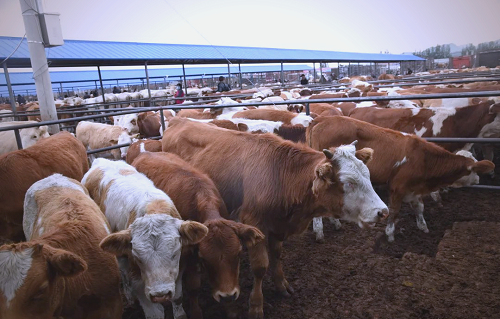 夏末秋初防“秋老虎”：肉牛养殖管理要点全攻略