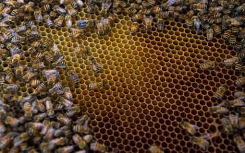 秋季蜜蜂养殖与科学管理技巧全解析