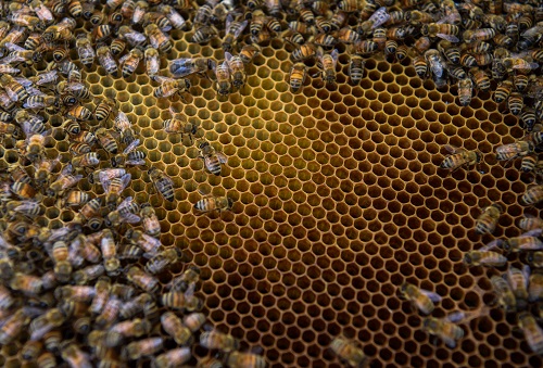 秋季蜜蜂养殖与科学管理技巧全解析