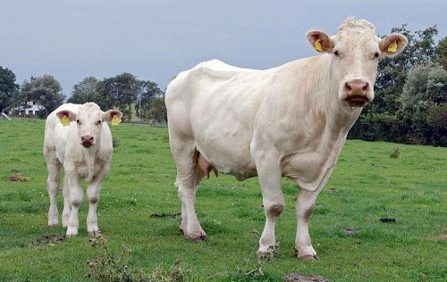 养鹅先要会选鹅，科学选种是关键