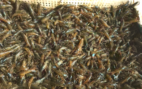 小龙虾产卵期一般在几月?