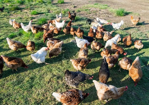 如何防止肉羊掉膘？科学饲养管理是关键
