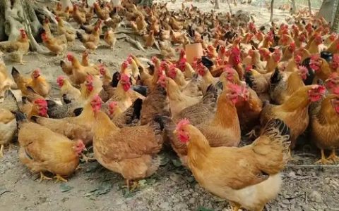 乌骨鸡种鸡怎么选？挑选技巧与注意事项全解析