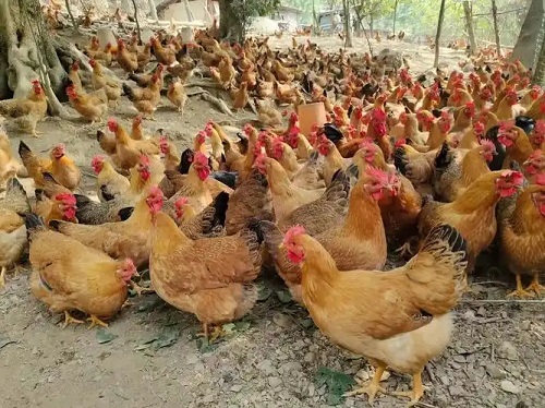 散养蛋鸡严重脱毛，原因有哪些？