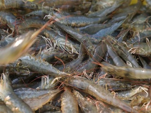 夏季鱼虾蟹高效饲养管理关键要点