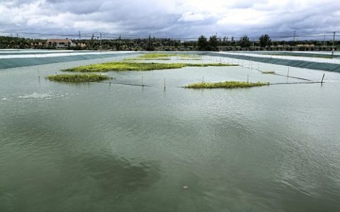 养殖池塘常年不清淤有哪些危害？