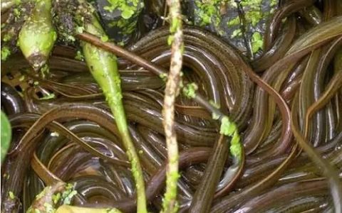 防止蛋鸭下软壳蛋的实用方法与技巧