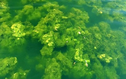 夏季鱼塘蓝藻泛滥如何有效治理？