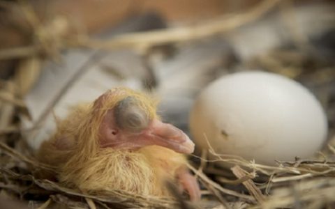 盛夏严禁给猪泼冷水，防止应激引发疾病