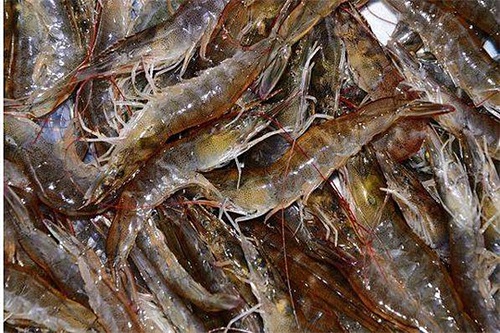 肉牛每年应驱虫几次？科学驱虫频率全解析