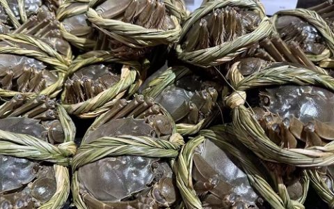 孔雀鱼养殖烂尾病的防治方法与预防措施