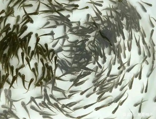 夏季牛蛙科学管理要点与养殖技巧