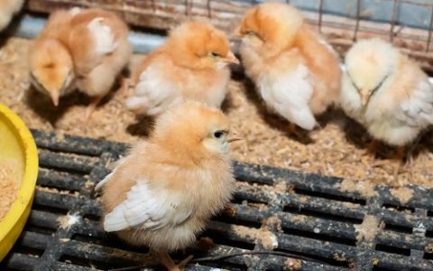 养蟹用什么水?科学选水是关键!