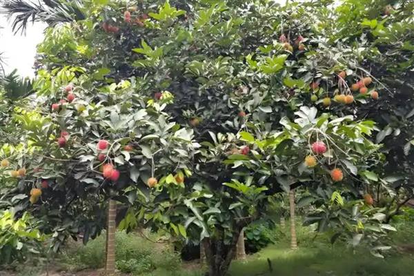 德单5号玉米种简介，籽粒黄色马齿型