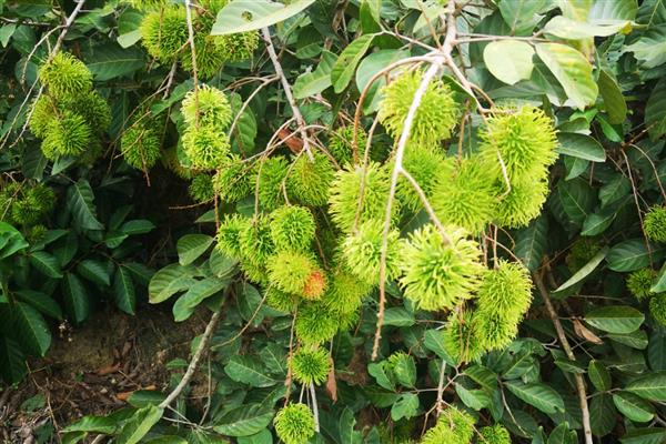 东麦510小麦种子介绍，半冬性品种