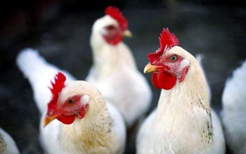 高温天，蛋鸡也怕中暑！养殖户必看的防暑攻略