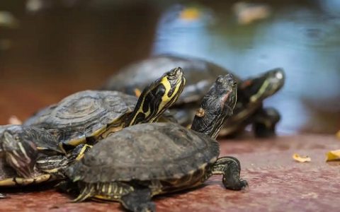 养龟六大忌：新手必知的饲养误区与注意事项