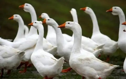 夏季养羊防掉膘：科学管理保膘增重