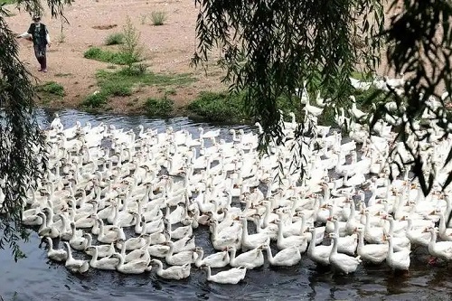夏天养鸽子怎么防暑降温？科学方法助你轻松应对高温