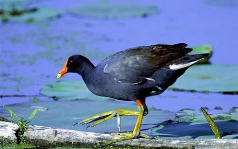 乌鳢绿色安全养殖模式典型案例推广