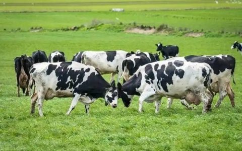 文蛤的收获时间与科学捕捞方法详解