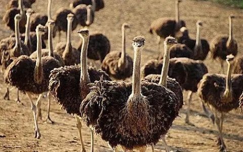 鲤鱼黑点病的防治方法与预防措施