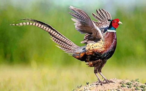 山鸡养殖的3个关键要素:环境、饲料与疾病防控