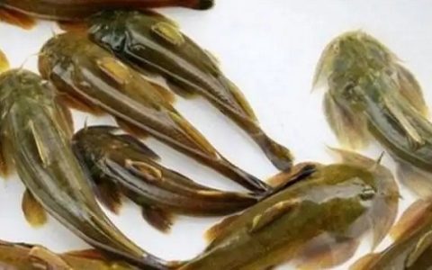 高产蛋鸭识别五法：一看二听三摸四查五测