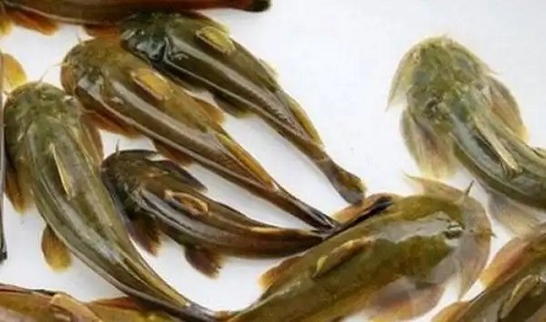 寄养仔猪的科学方法与注意事项