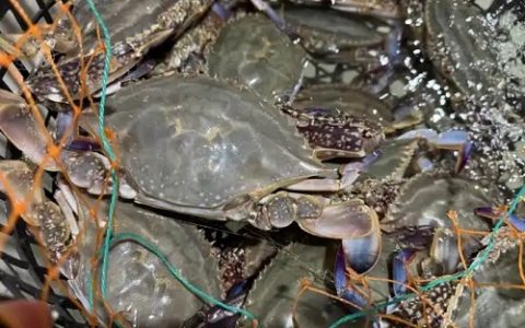 四园牧鸡养殖要点详解与实用技巧