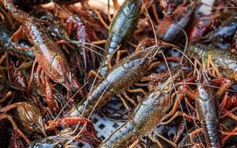 白玉蜗牛常见病害防治技术详解