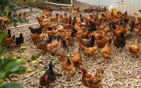 春末夏初养鸡谨防两种常见综合征