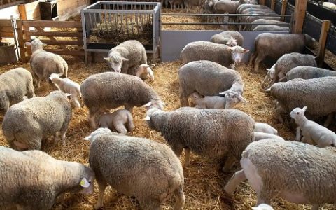 夏秋养蚕技术要点与高效管理方法